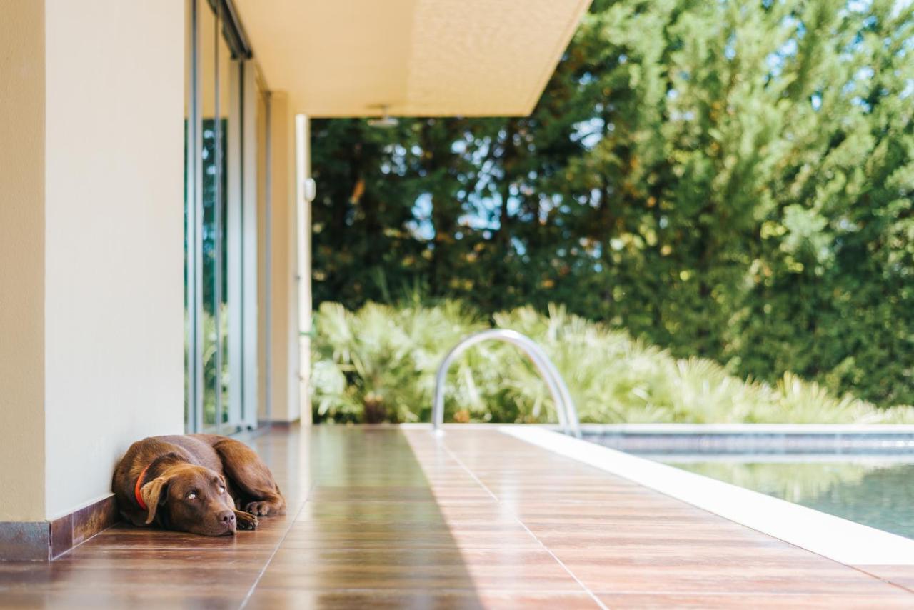 Ap Lago Montargil - Conference & Spa Ngoại thất bức ảnh The photo shows a brown dog lying on a tiled patio beside a swimming pool. The patio is partially shaded by a modern building, and there are green trees visible in the background, indicating a pleasant outdoor setting. The dog appears relaxed and is 